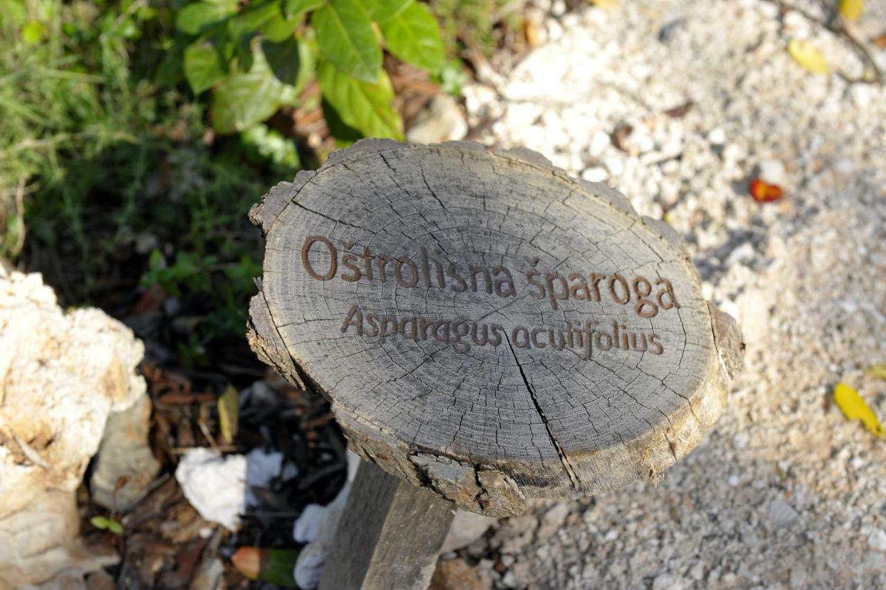 The House Aunt Regina Villa Dragove Екстериор снимка